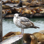 San Fransisco Fishermans Wharf Pier 39