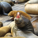San Fransisco Fishermans Wharf Pier 39