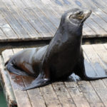 San Fransisco Fishermans Wharf Pier 39